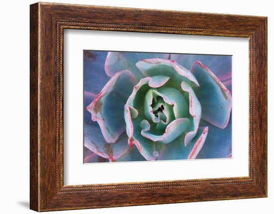 Echeveria Afterglow-Michael Hudson-Framed Art Print