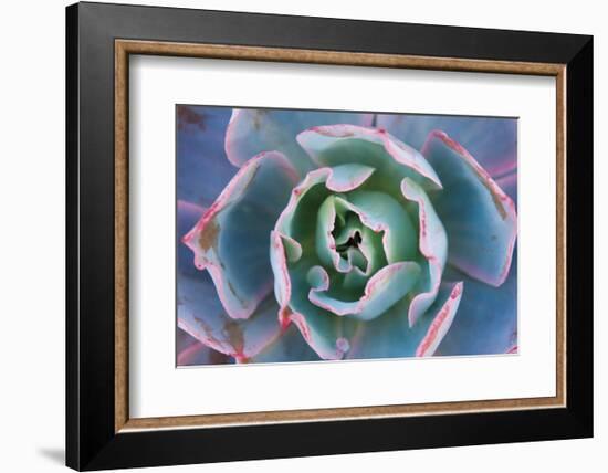 Echeveria Afterglow-Michael Hudson-Framed Art Print