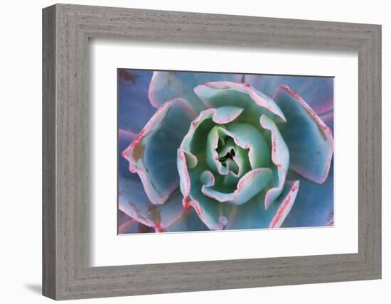 Echeveria Afterglow-Michael Hudson-Framed Art Print