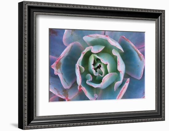 Echeveria Afterglow-Michael Hudson-Framed Art Print