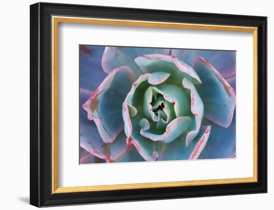 Echeveria Afterglow-Michael Hudson-Framed Art Print