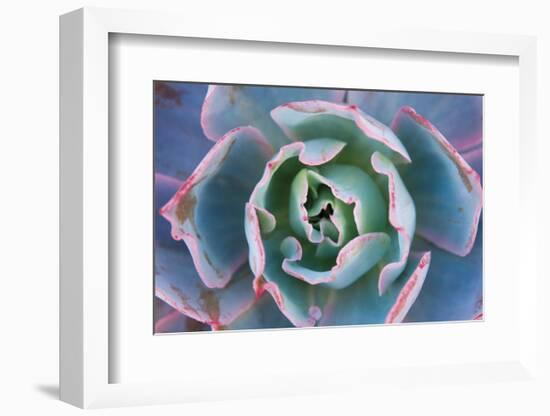 Echeveria Afterglow-Michael Hudson-Framed Art Print