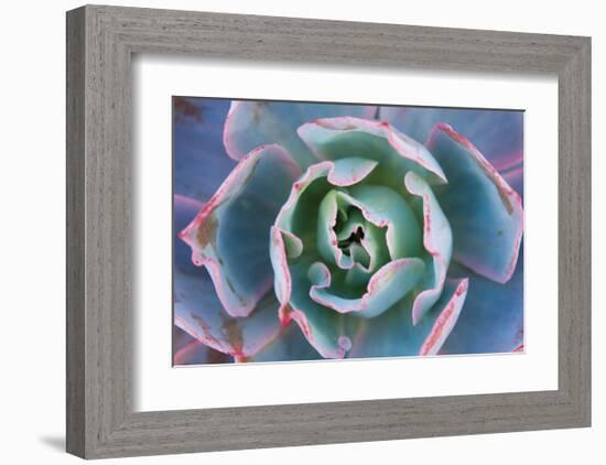 Echeveria Afterglow-Michael Hudson-Framed Giclee Print