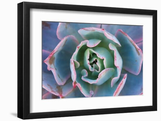 Echeveria Afterglow-Michael Hudson-Framed Giclee Print