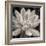 Echeveria Bloom-Assaf Frank-Framed Giclee Print