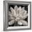 Echeveria Bloom-Assaf Frank-Framed Giclee Print