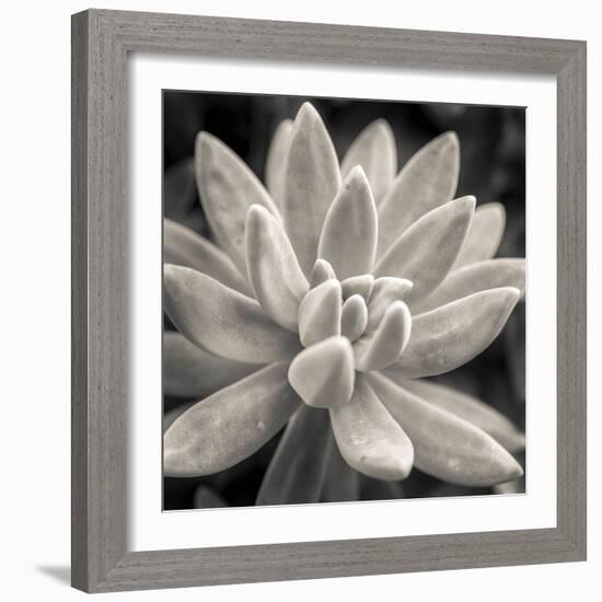 Echeveria Bloom-Assaf Frank-Framed Giclee Print