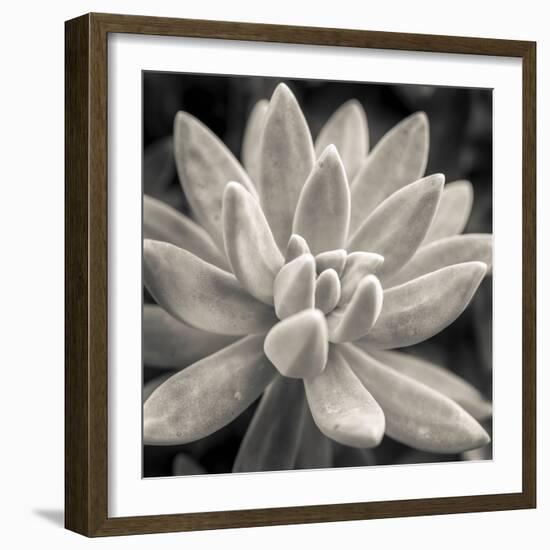 Echeveria Bloom-Assaf Frank-Framed Giclee Print