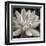 Echeveria Bloom-Assaf Frank-Framed Giclee Print