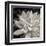 Echeveria Floret-Assaf Frank-Framed Giclee Print