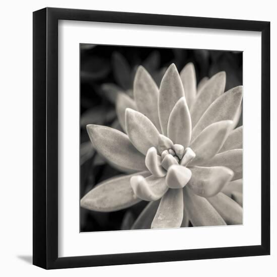 Echeveria Floret-Assaf Frank-Framed Giclee Print