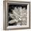 Echeveria Floret-Assaf Frank-Framed Giclee Print