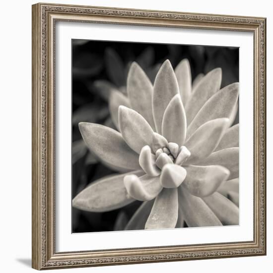 Echeveria Floret-Assaf Frank-Framed Giclee Print