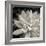 Echeveria Floret-Assaf Frank-Framed Giclee Print