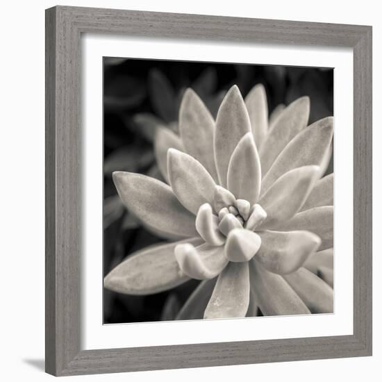 Echeveria Floret-Assaf Frank-Framed Giclee Print