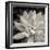 Echeveria Floret-Assaf Frank-Framed Giclee Print