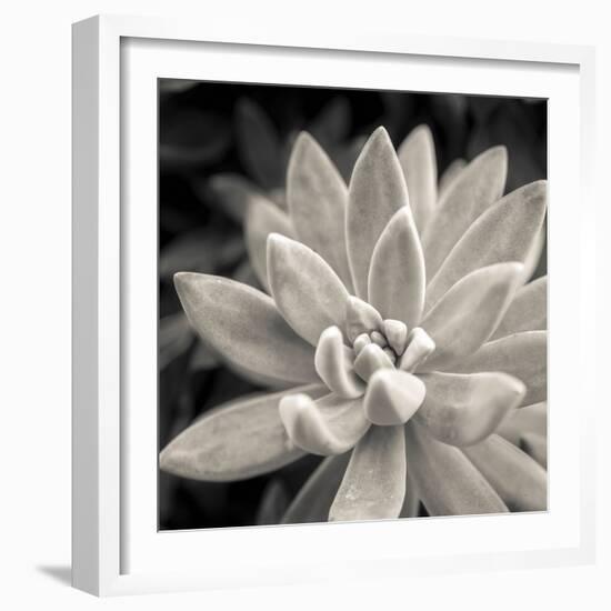 Echeveria Floret-Assaf Frank-Framed Giclee Print