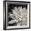 Echeveria Floret-Assaf Frank-Framed Giclee Print