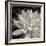 Echeveria Floret-Assaf Frank-Framed Giclee Print