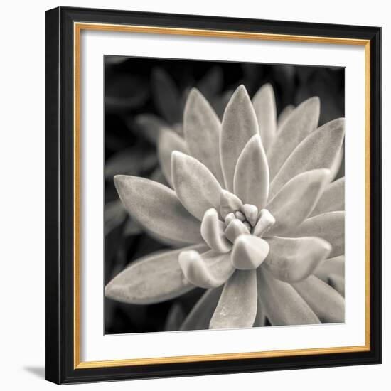 Echeveria Floret-Assaf Frank-Framed Giclee Print