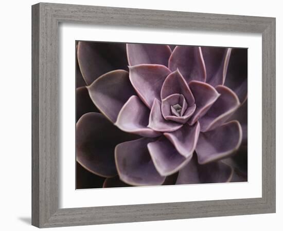 Echeveria I-Andrew Levine-Framed Art Print