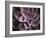 Echeveria I-Andrew Levine-Framed Art Print