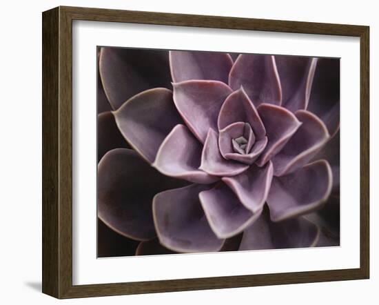 Echeveria I-Andrew Levine-Framed Art Print