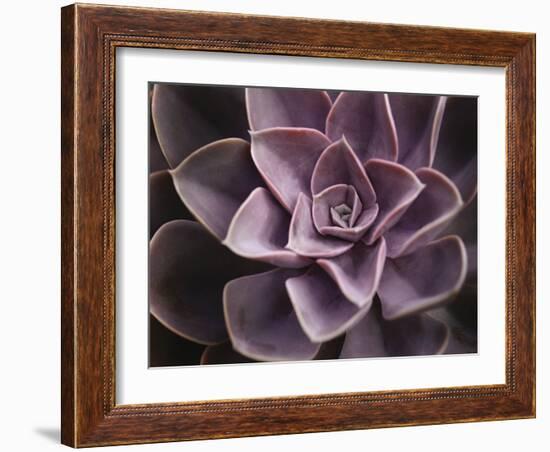 Echeveria I-Andrew Levine-Framed Art Print