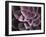 Echeveria I-Andrew Levine-Framed Art Print