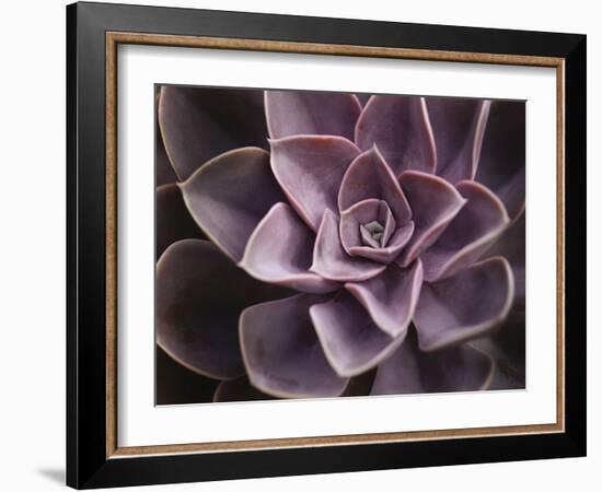 Echeveria I-Andrew Levine-Framed Art Print