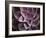 Echeveria I-Andrew Levine-Framed Art Print