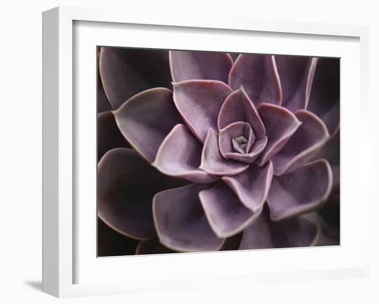 Echeveria I-Andrew Levine-Framed Art Print