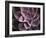 Echeveria I-Andrew Levine-Framed Art Print