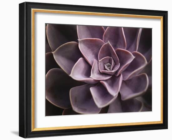 Echeveria I-Andrew Levine-Framed Art Print