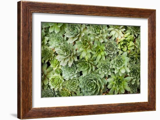 Echeveria I-Michael Hudson-Framed Art Print