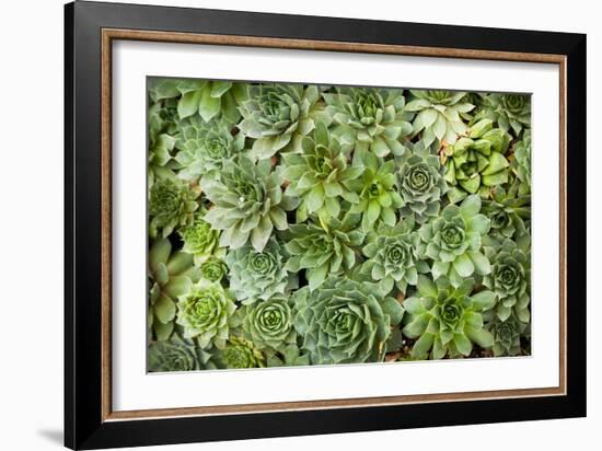 Echeveria I-Michael Hudson-Framed Art Print