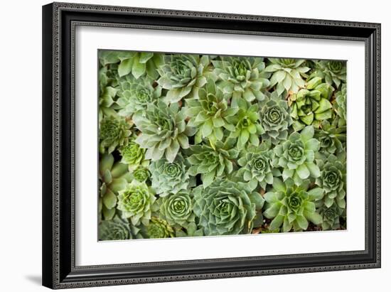 Echeveria I-Michael Hudson-Framed Art Print