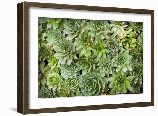 Echeveria I-Michael Hudson-Framed Art Print