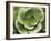 Echeveria II-Andrew Levine-Framed Art Print