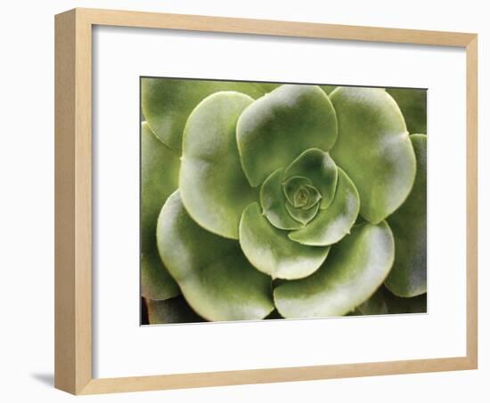 Echeveria II-Andrew Levine-Framed Art Print