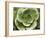 Echeveria II-Andrew Levine-Framed Art Print