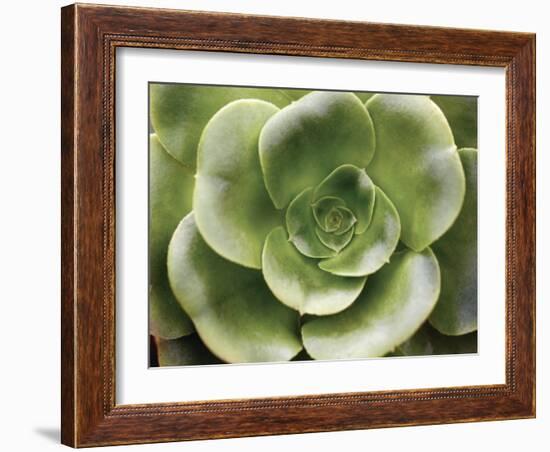 Echeveria II-Andrew Levine-Framed Art Print