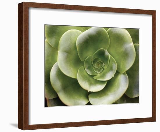 Echeveria II-Andrew Levine-Framed Art Print