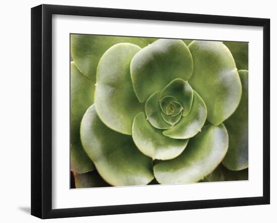 Echeveria II-Andrew Levine-Framed Art Print