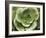 Echeveria II-Andrew Levine-Framed Art Print