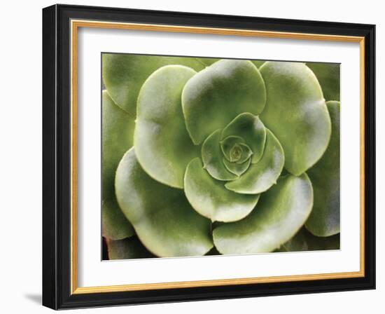 Echeveria II-Andrew Levine-Framed Art Print