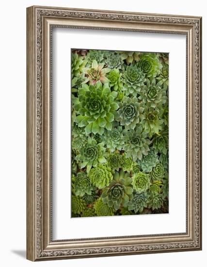 Echeveria II-Michael Hudson-Framed Art Print