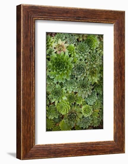 Echeveria II-Michael Hudson-Framed Art Print