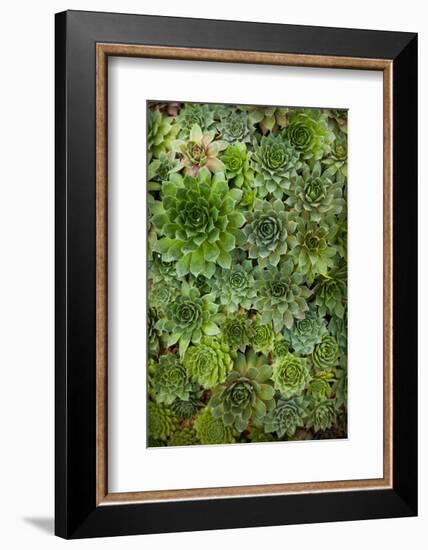 Echeveria II-Michael Hudson-Framed Art Print