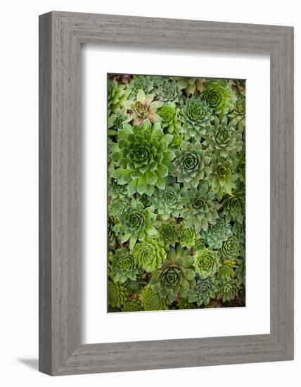 Echeveria II-Michael Hudson-Framed Art Print